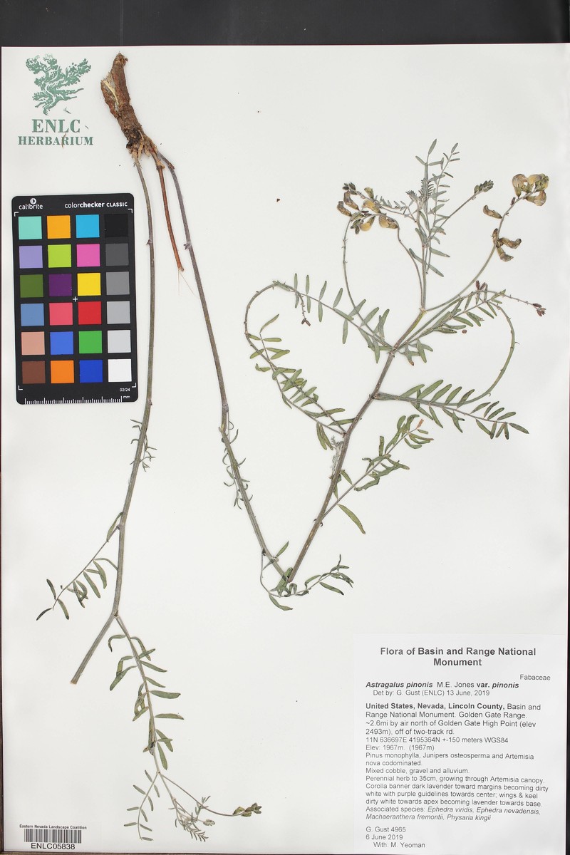 Astragalus atwoodii photo 2