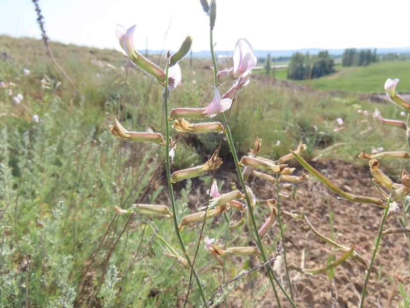Astragalus aucheri