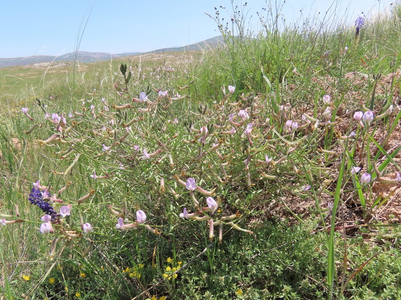 Astragalus aucheri photo 2