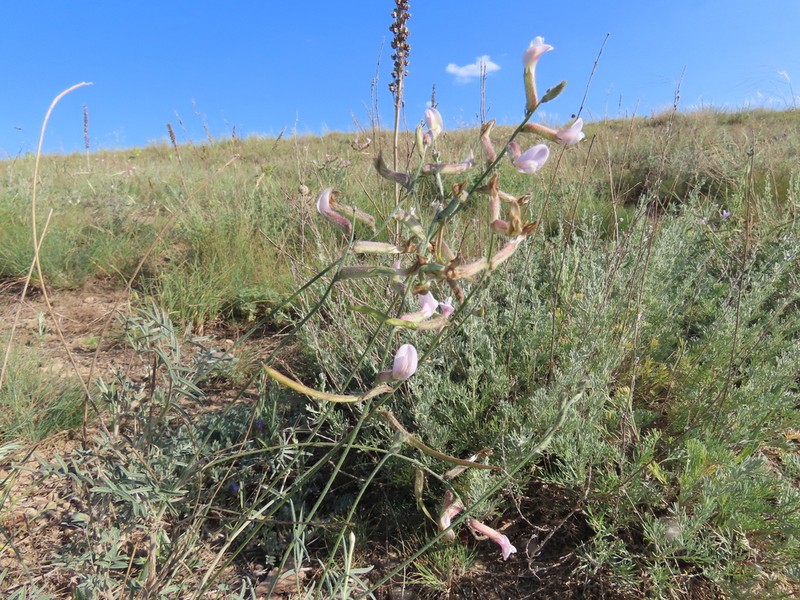 Astragalus aucheri photo 3
