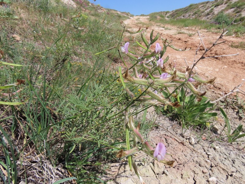 Astragalus aucheri photo 4