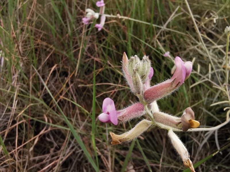 Astragalus aucheri photo 5