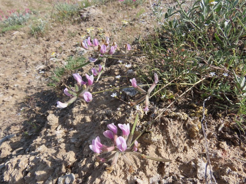 Astragalus aucheri photo 6