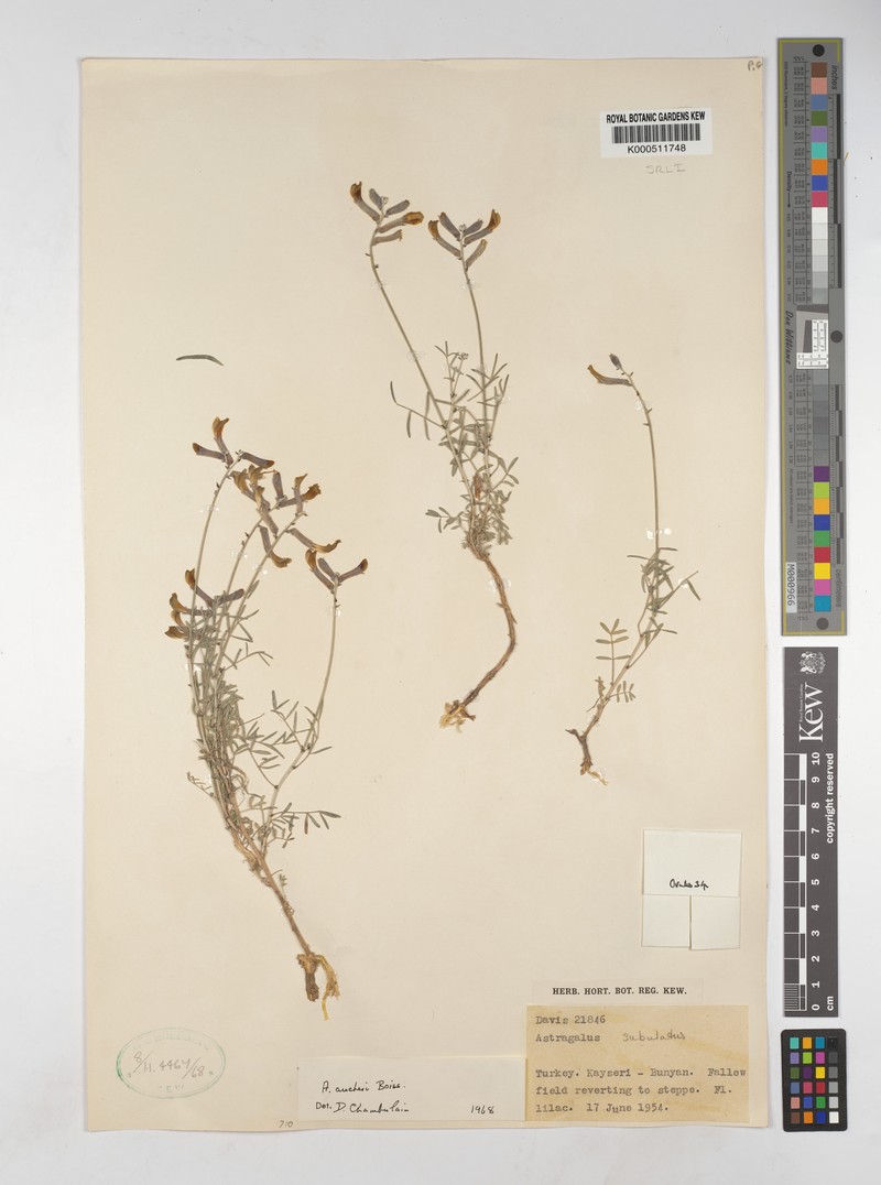 Astragalus aucheri photo 7