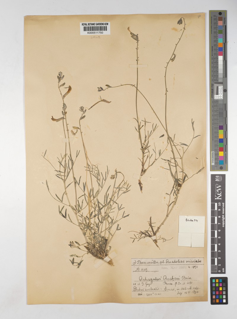 Astragalus aucheri photo 8