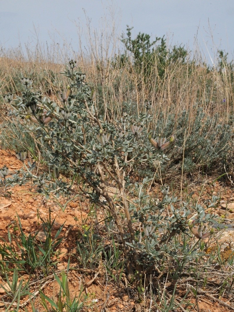 Astragalus aulieatensis photo 2