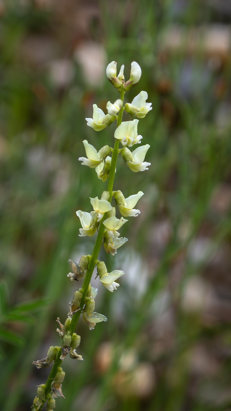 Astragalus aurantiacus photo 2