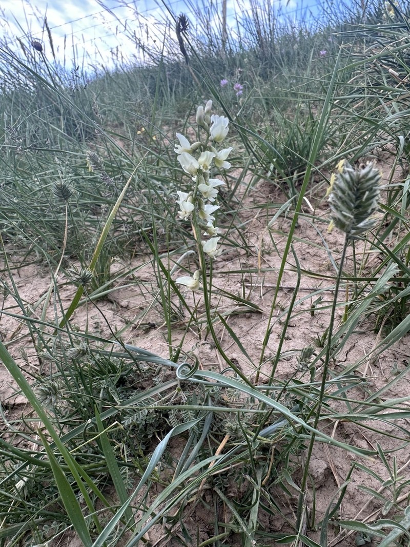 Astragalus aurantiacus photo 3