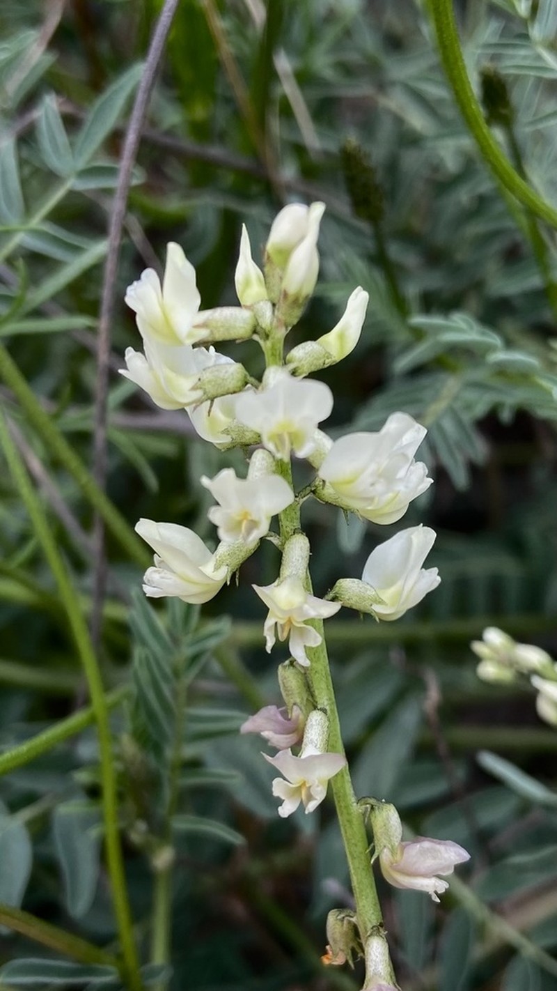 Astragalus aurantiacus photo 4