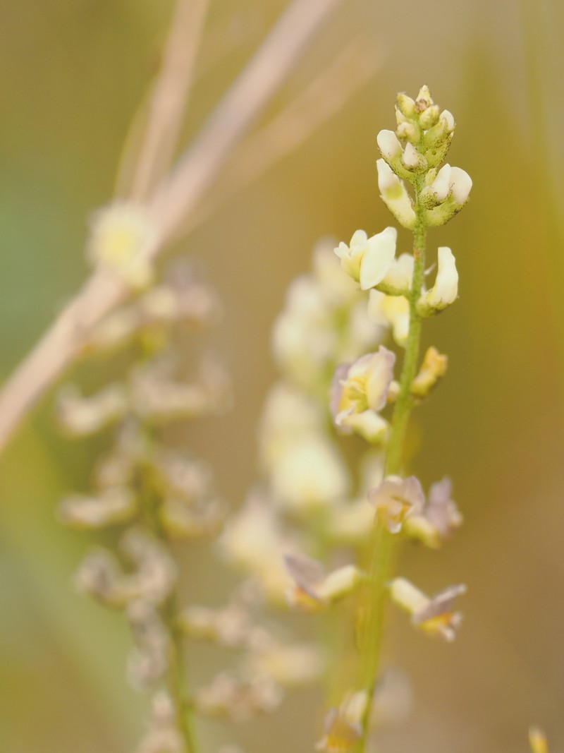 Astragalus aurantiacus photo 5