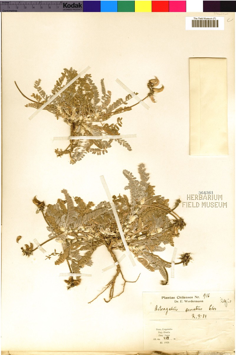 Astragalus auratus