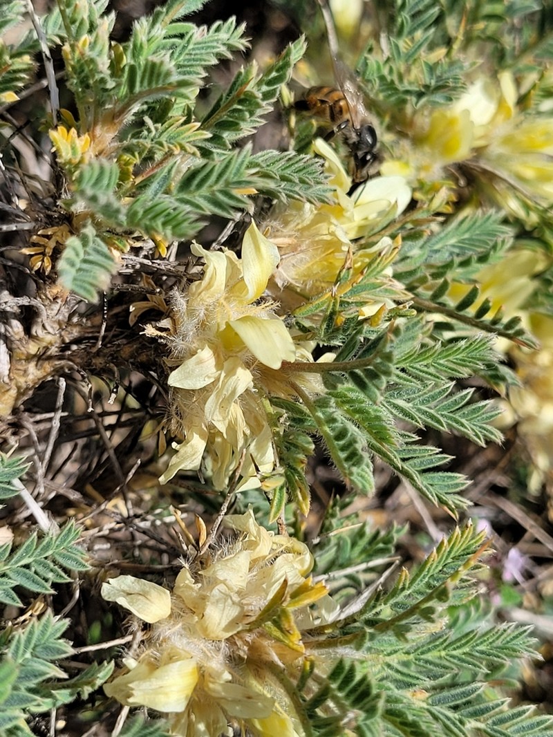 Astragalus aureus photo 3