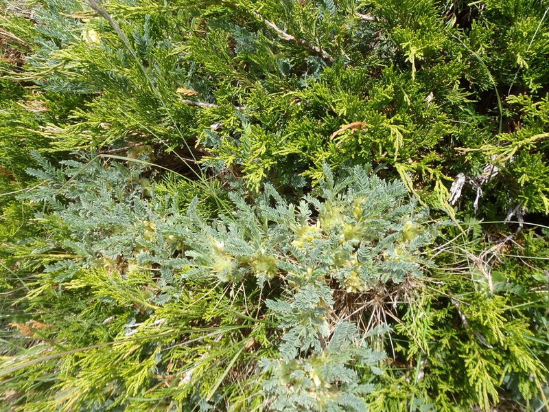 Astragalus aureus photo 4