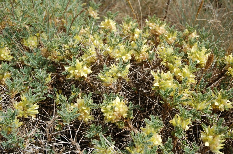 Astragalus aureus photo 5