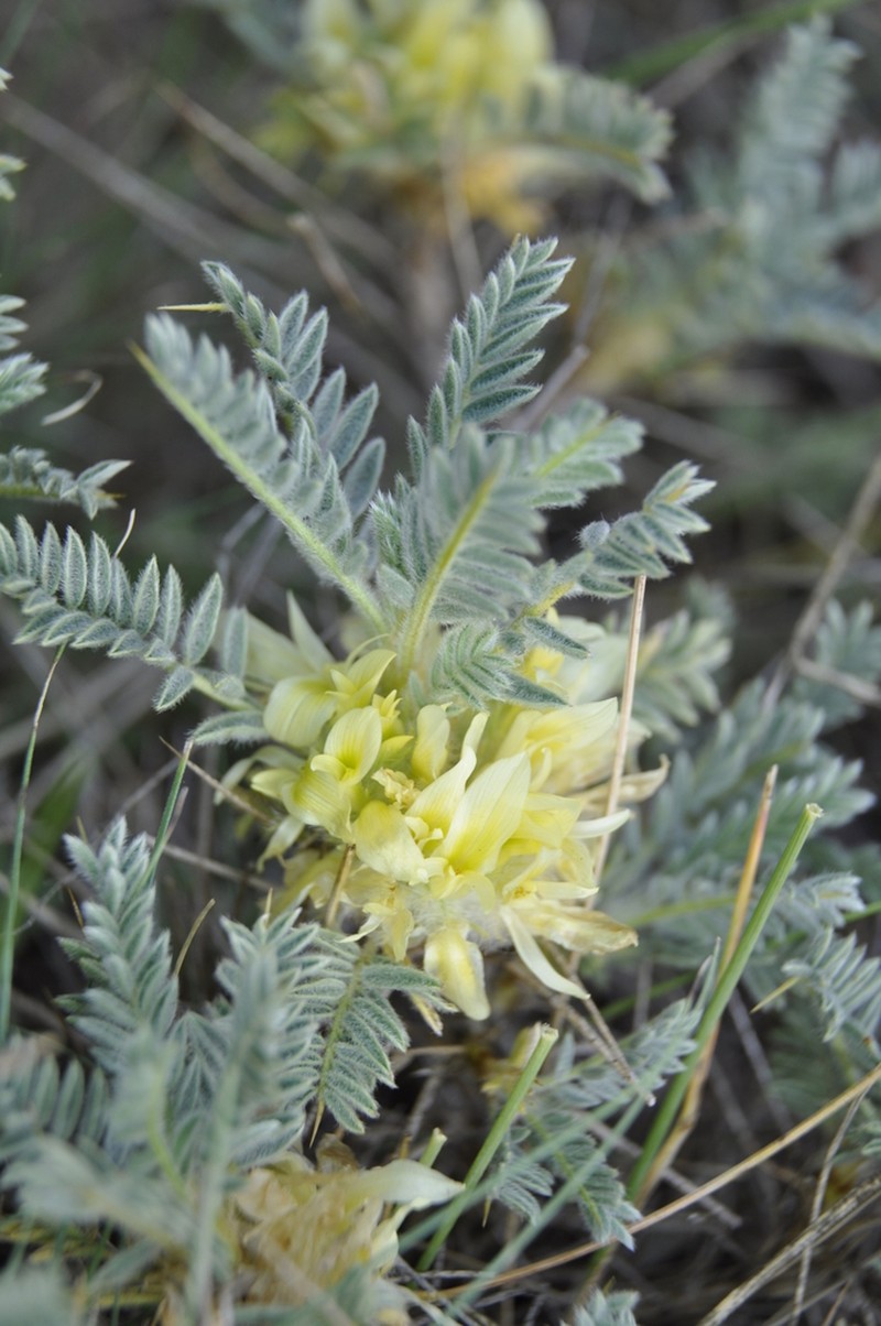 Astragalus aureus photo 6