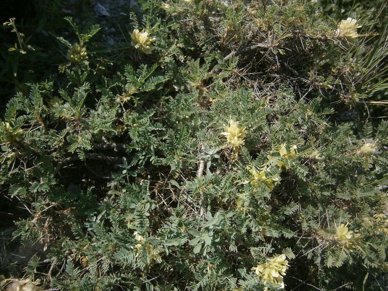 Astragalus aureus photo 7