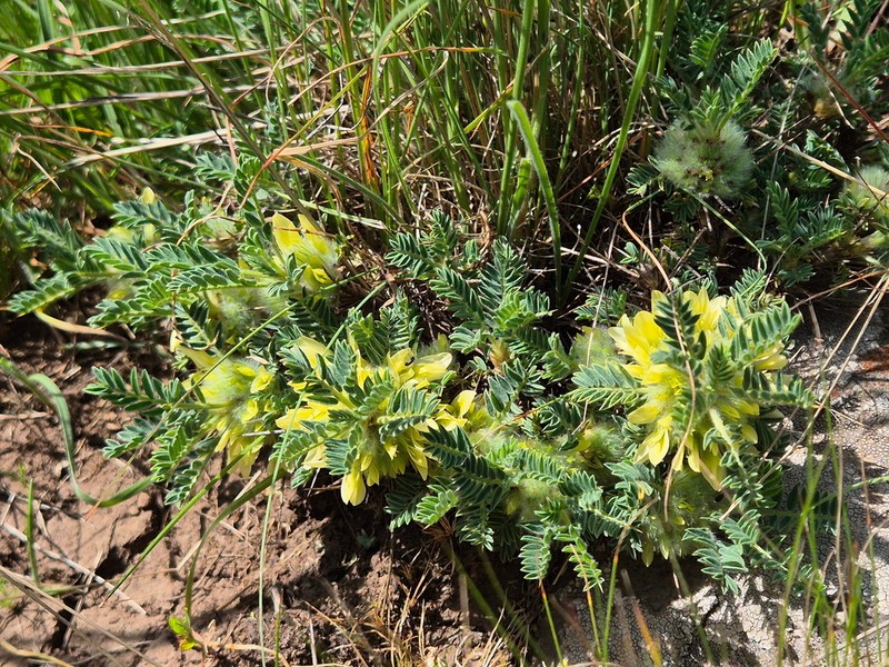 Astragalus aureus photo 8