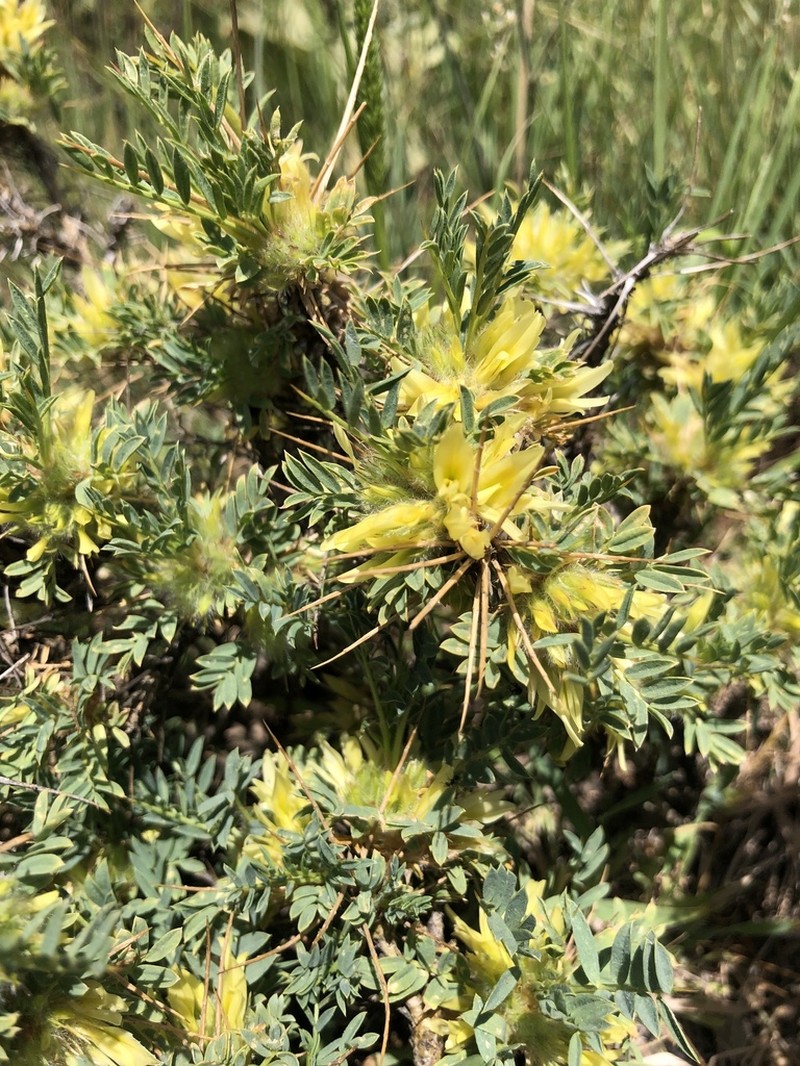 Astragalus aureus