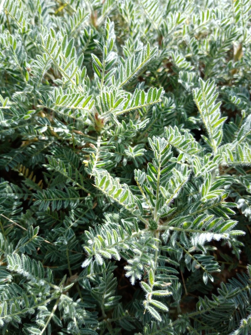 Astragalus aureus photo 2