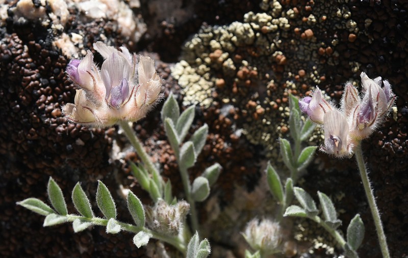 Austin's Milkvetch photo 2
