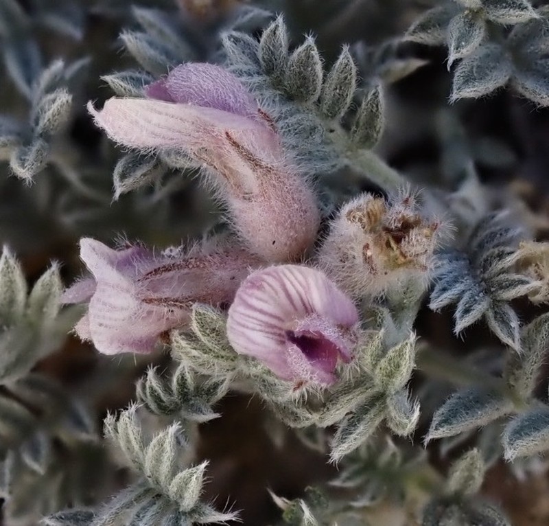 Austin's Milkvetch photo 3