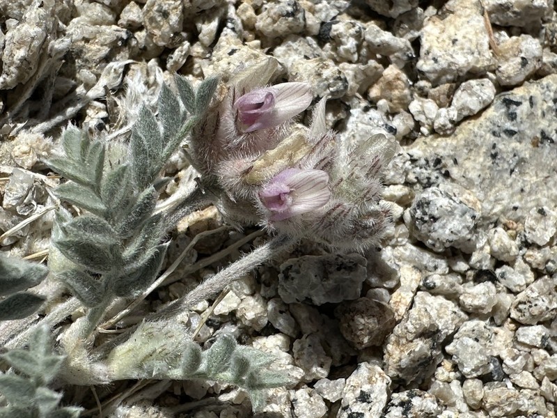 Austin's Milkvetch photo 4