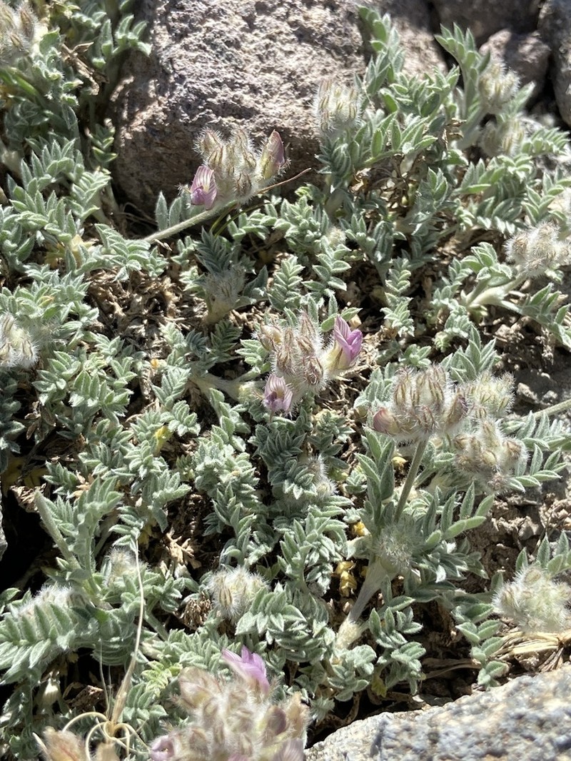 Austin's Milkvetch photo 5