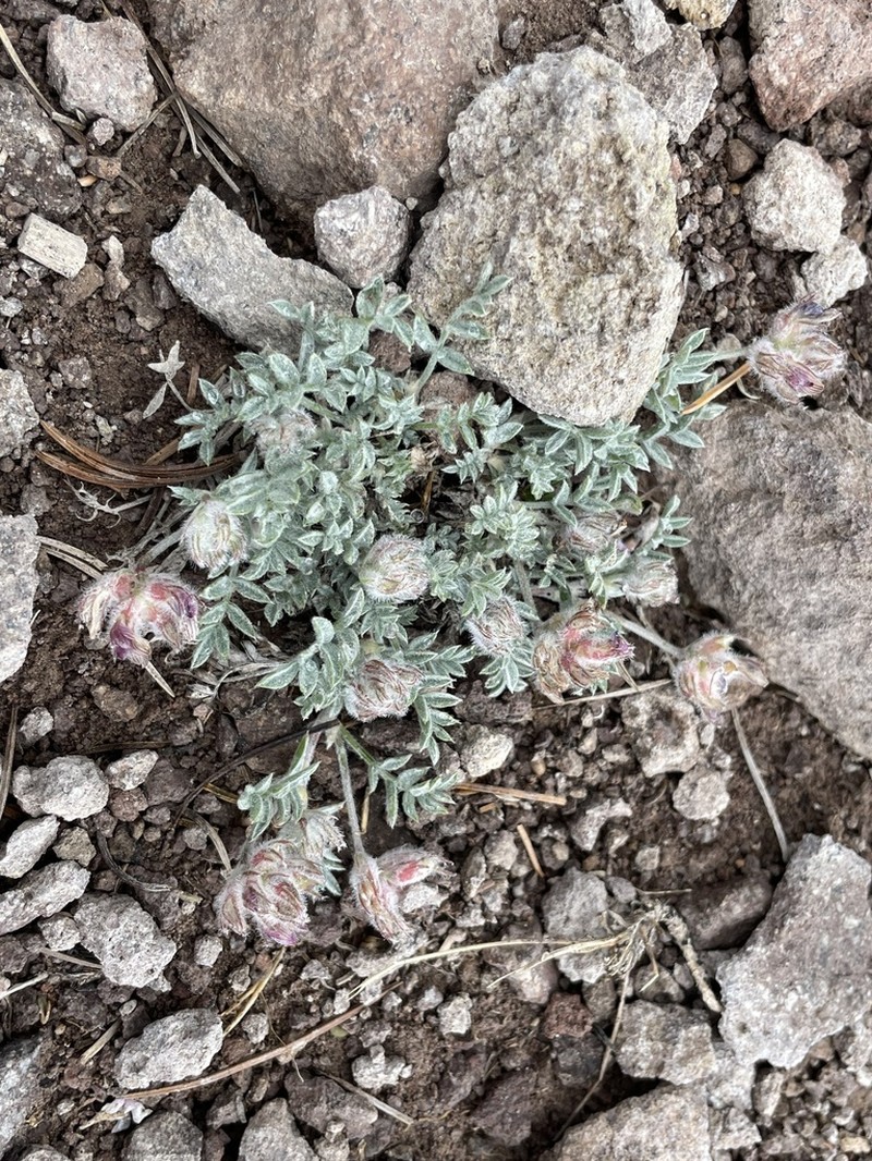 Austin's Milkvetch photo 7