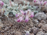 Austin's Milkvetch