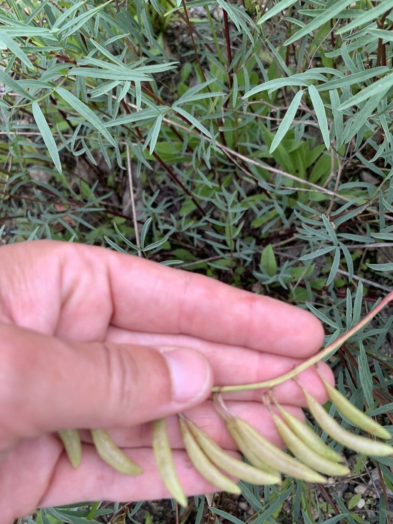 Indian Milkvetch photo 3