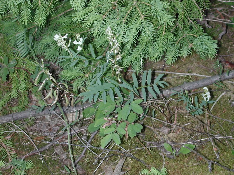 Indian Milkvetch photo 4