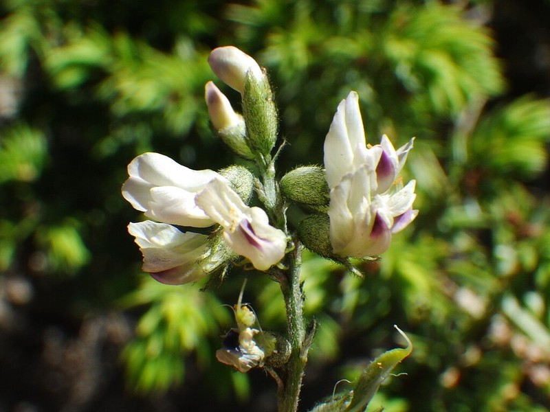 Indian Milkvetch photo 5