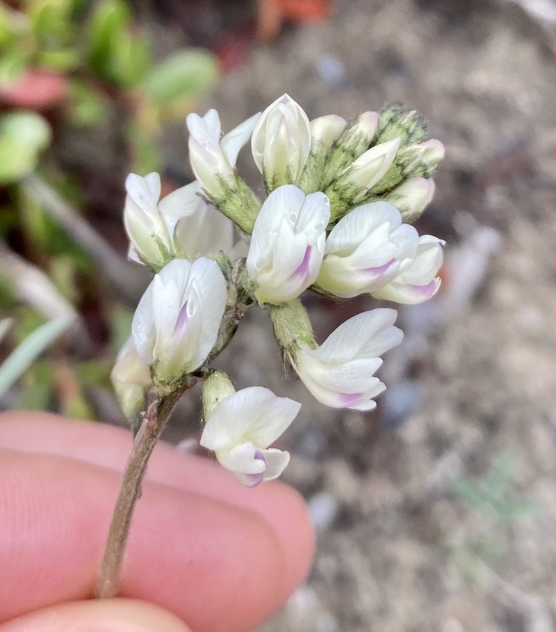 Indian Milkvetch photo 6