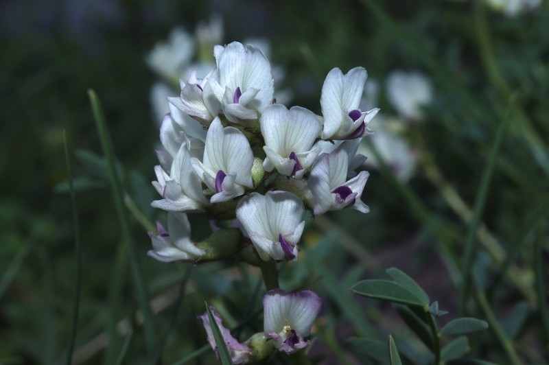 Indian Milkvetch photo 7