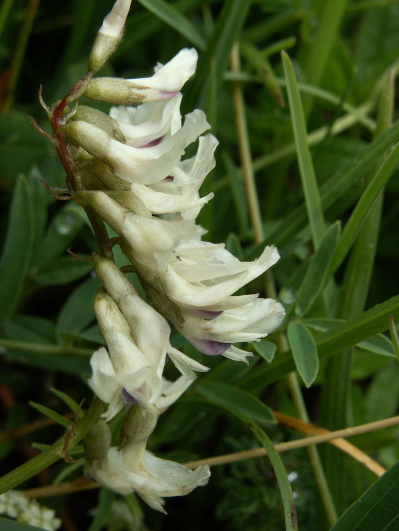 Indian Milkvetch