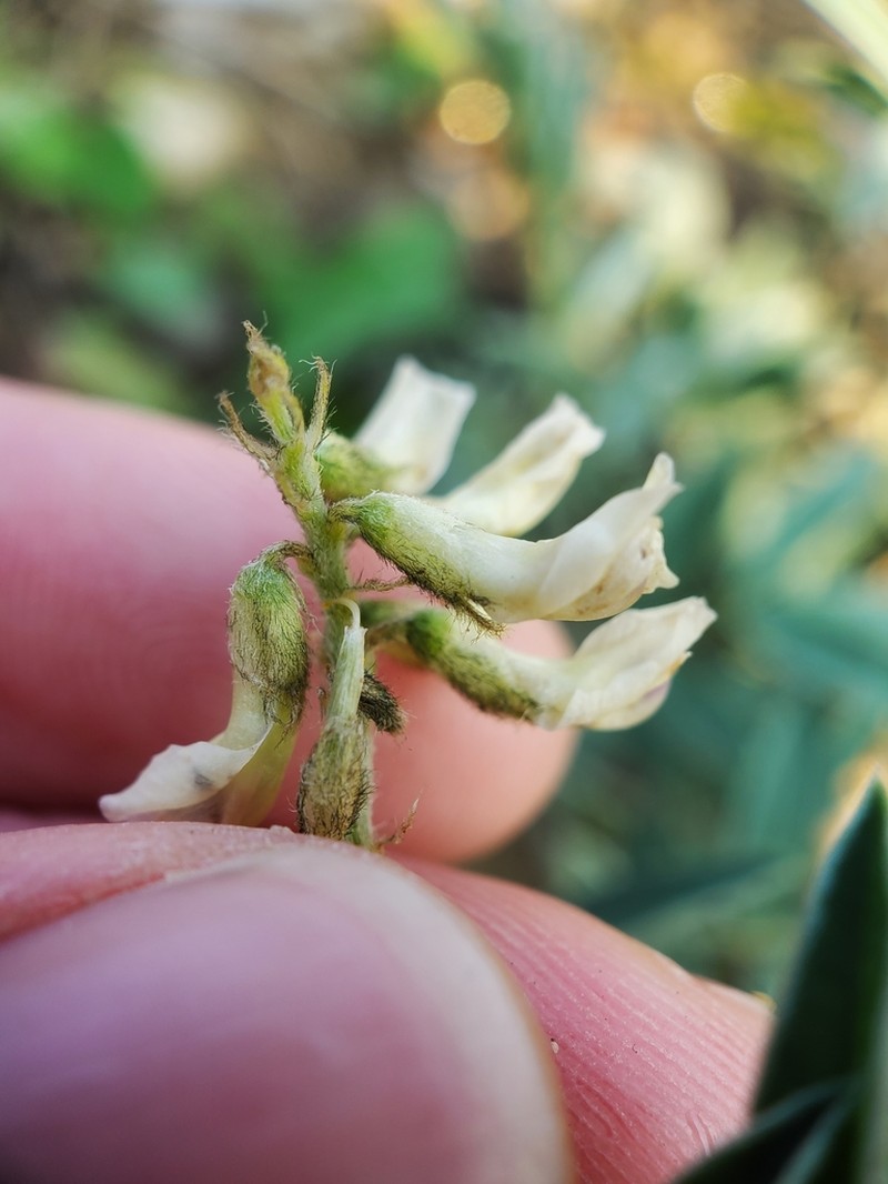 Indian Milkvetch photo 2