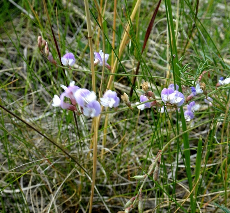 Astragalus austriacus