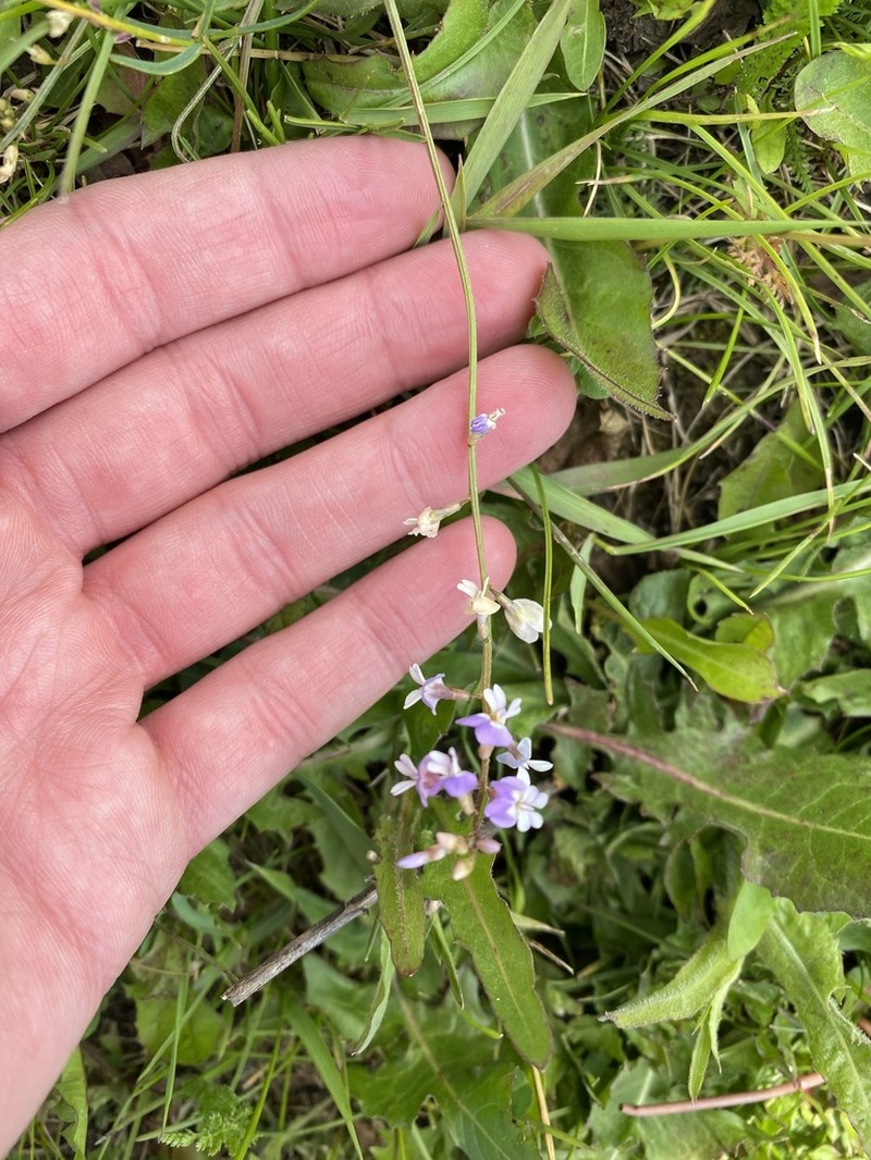 Astragalus austriacus photo 2