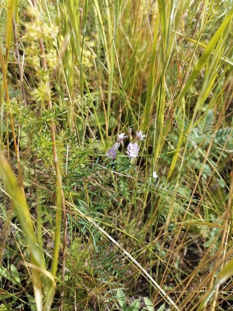 Astragalus austriacus photo 3