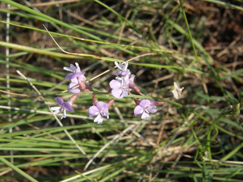 Astragalus austriacus photo 4