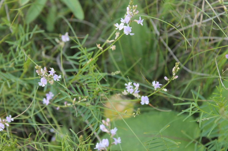 Astragalus austriacus photo 6
