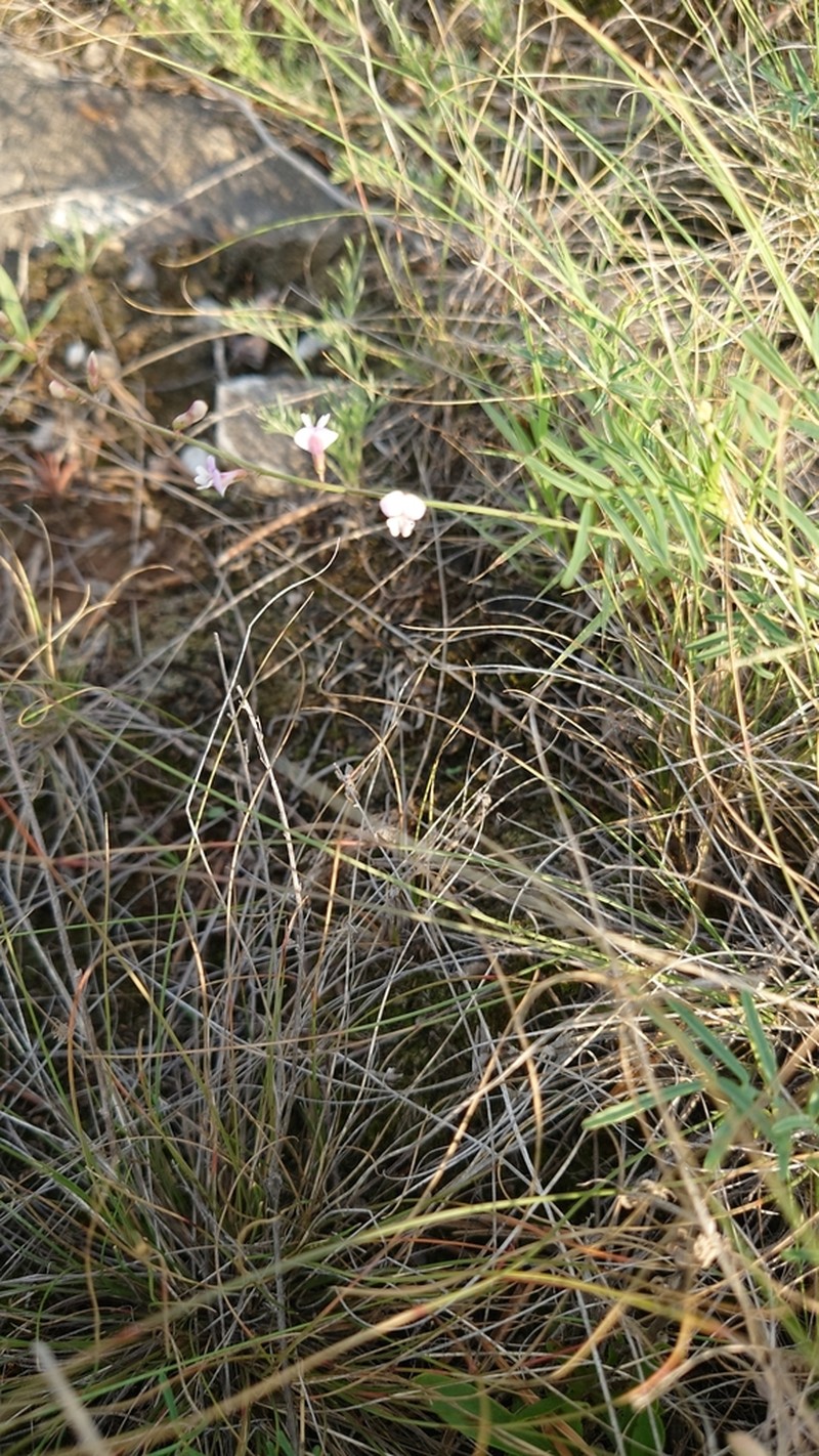 Astragalus austriacus photo 8