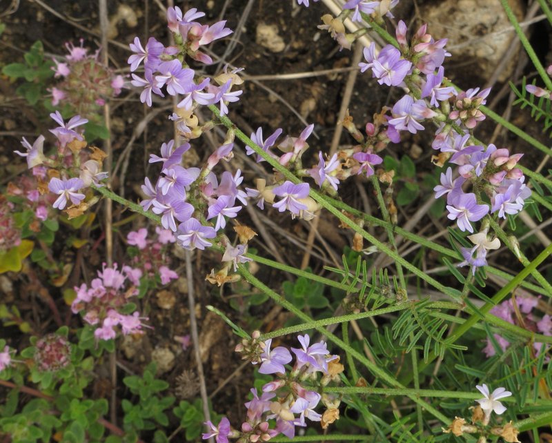Astragalus austriacus