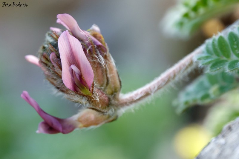 Astragalus austroaegaeus