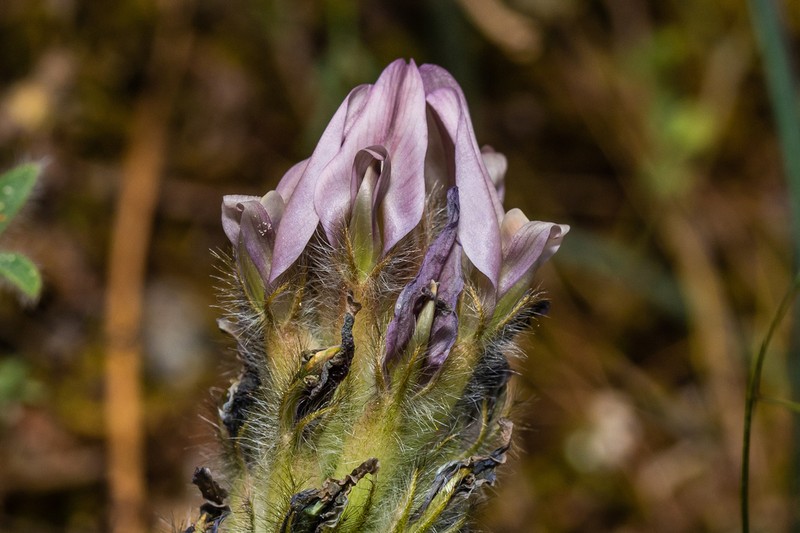 Astragalus austroaegaeus photo 2
