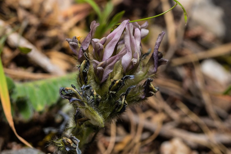 Astragalus austroaegaeus photo 4