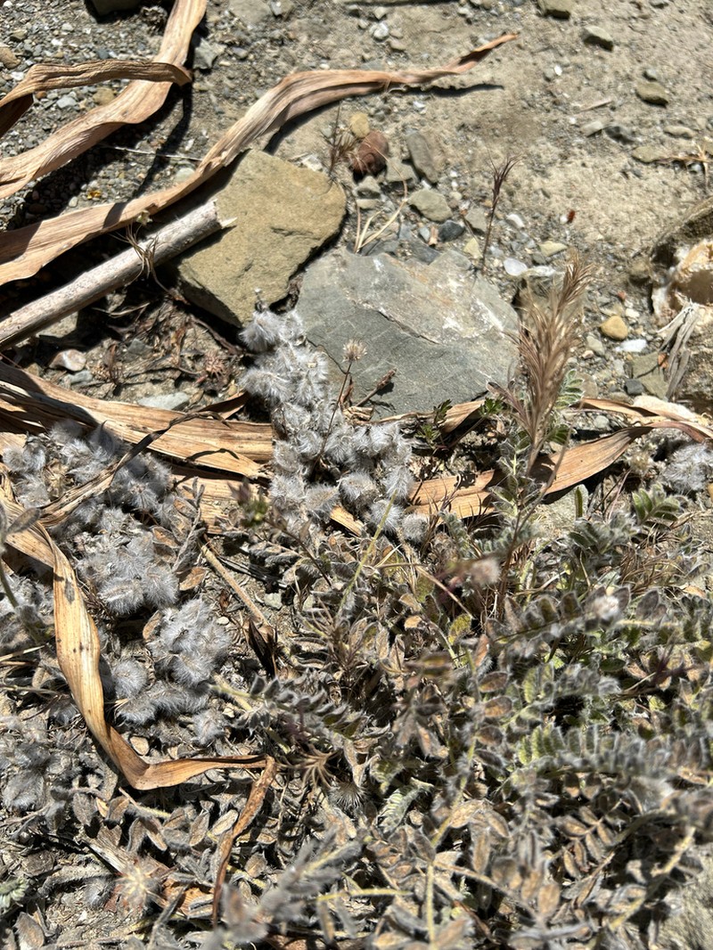 Astragalus austroaegaeus photo 5