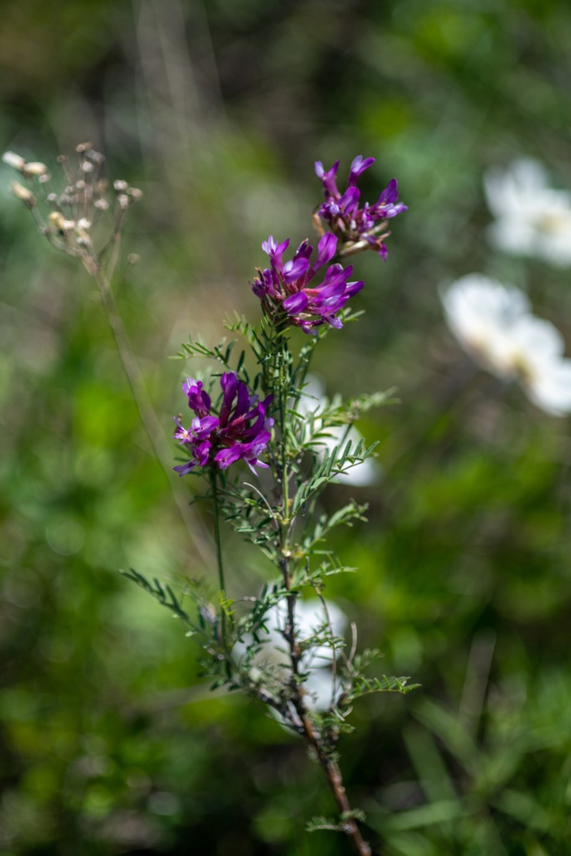 Astragalus austroaltaicus