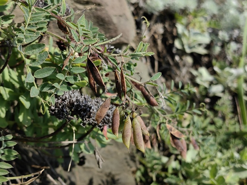 Astragalus austrosachalinensis