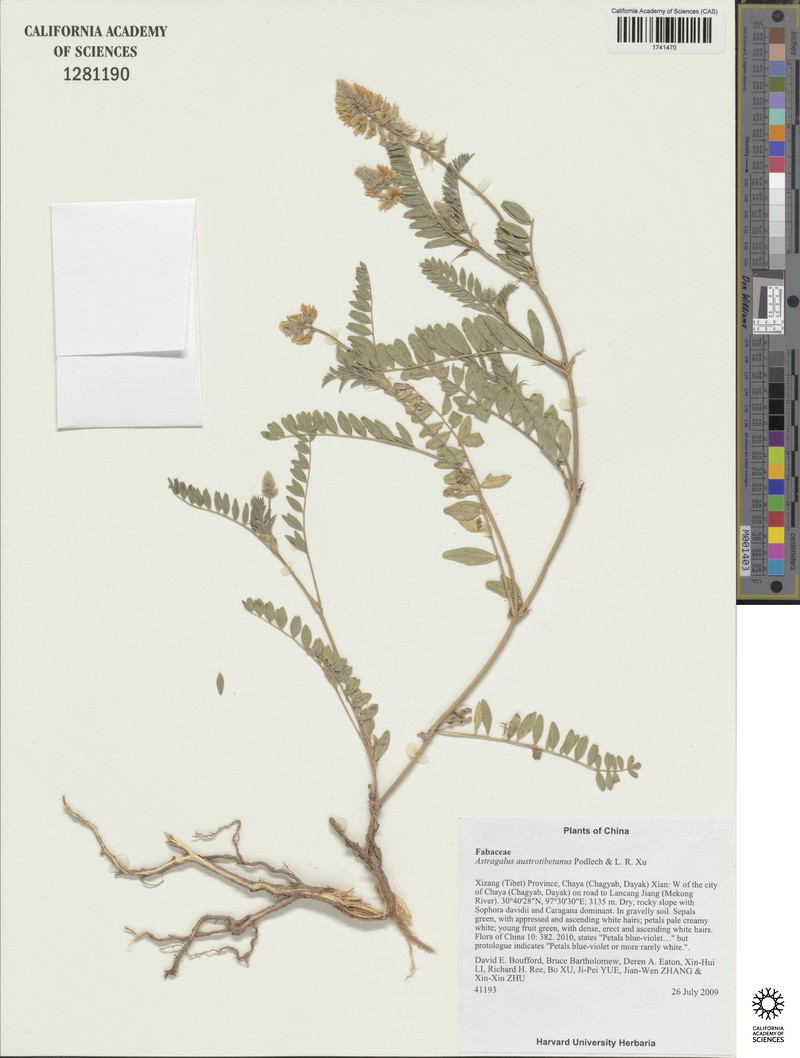 Astragalus austrotibetanus
